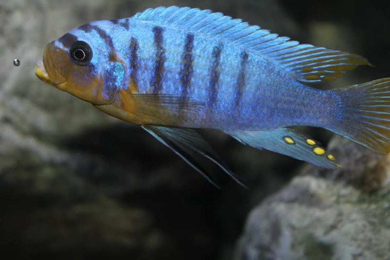 Maylandia fainzilberi 'Manda'